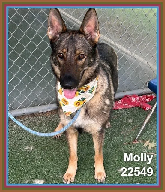Molly thumbnail 3