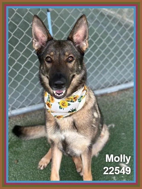 Molly thumbnail 4