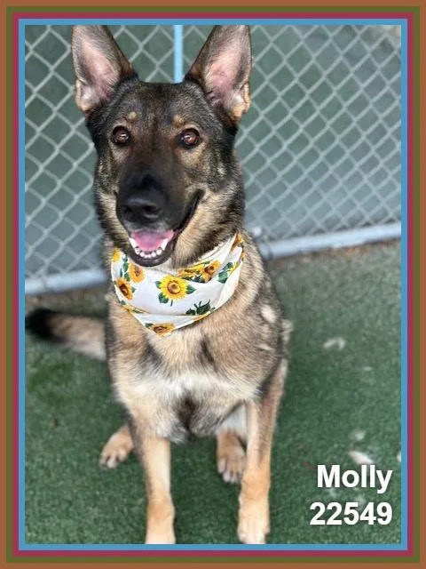 Molly thumbnail 5