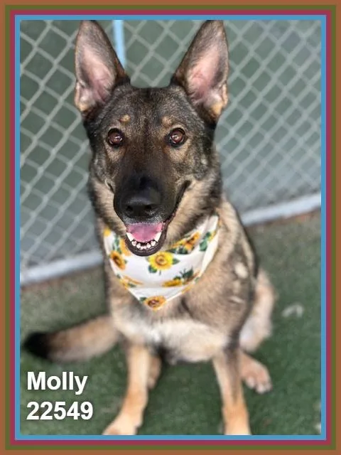 Molly thumbnail 6