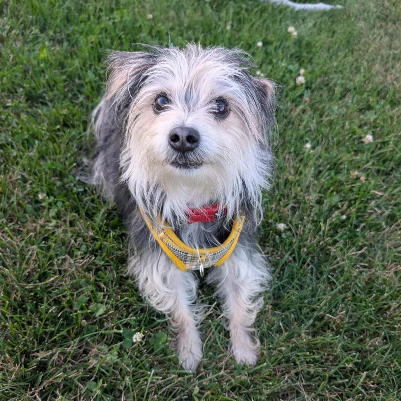 An adult small-sized male Black Yorkshire Terrier dog named Drake for adoption in Worcester, MA