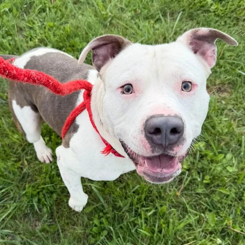 A young large-sized male Terrier dog named Washington for adoption in North Syracuse, NY