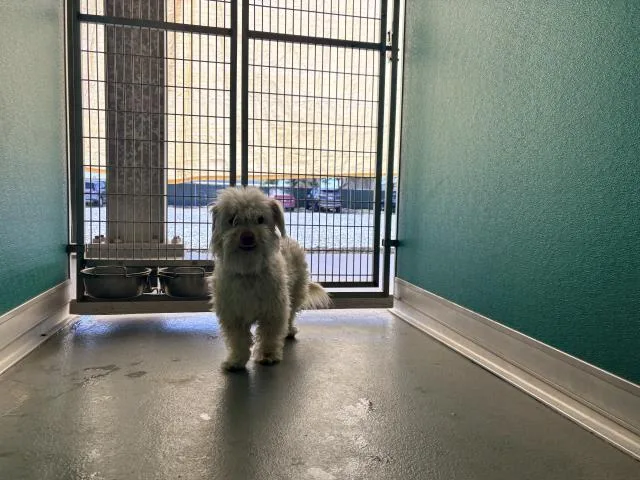 A young small-sized male Cairn Terrier dog named A for adoption in Visalia, CA