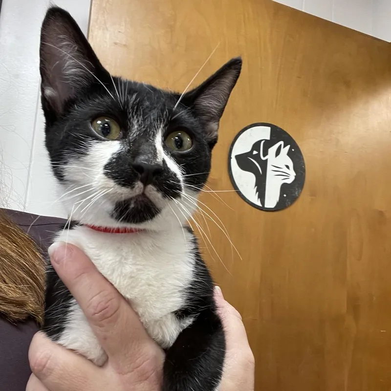 A young medium-sized male Black Domestic Short Hair cat named Bowser for adoption in Brownsboro, AL