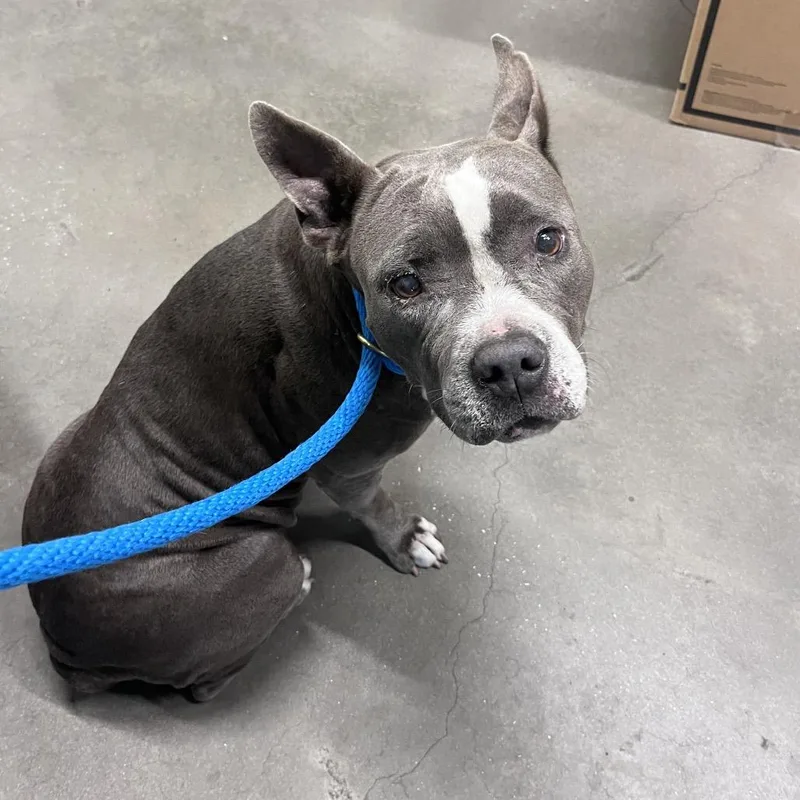An adult medium-sized female Gray / Blue / Silver Terrier dog named Angel for adoption in Tampa, FL
