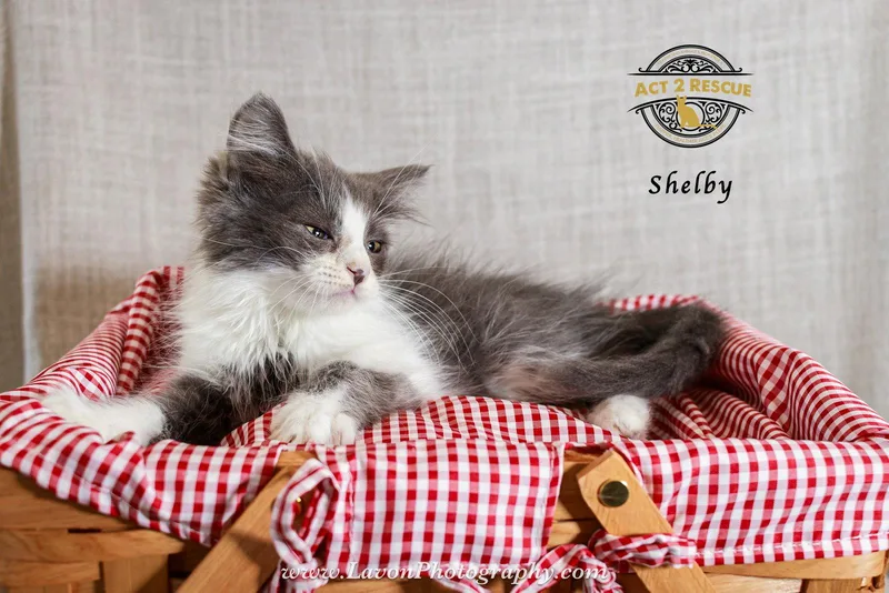 Shelby thumbnail 3