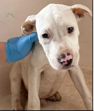A baby medium-sized male Mixed Breed dog named Ernie for adoption in West Chester, PA
