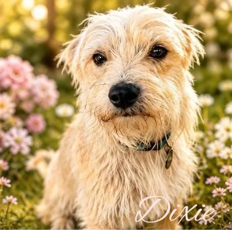 Dixie thumbnail 2