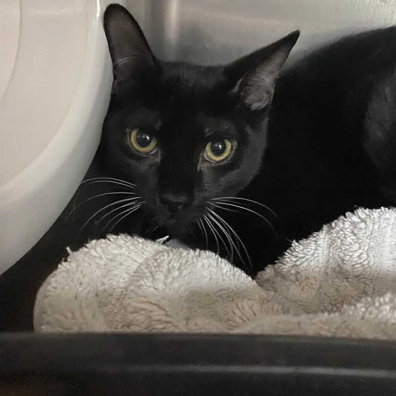 A young medium-sized male Black Domestic Short Hair cat named Alonzo for adoption in Lakeland, FL