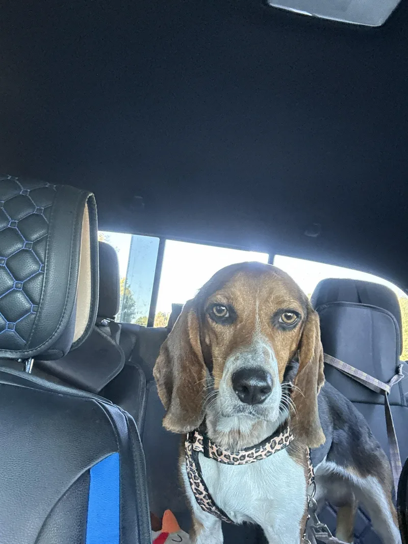 An adult medium-sized male Beagle dog named Brinkley for adoption in Media, PA