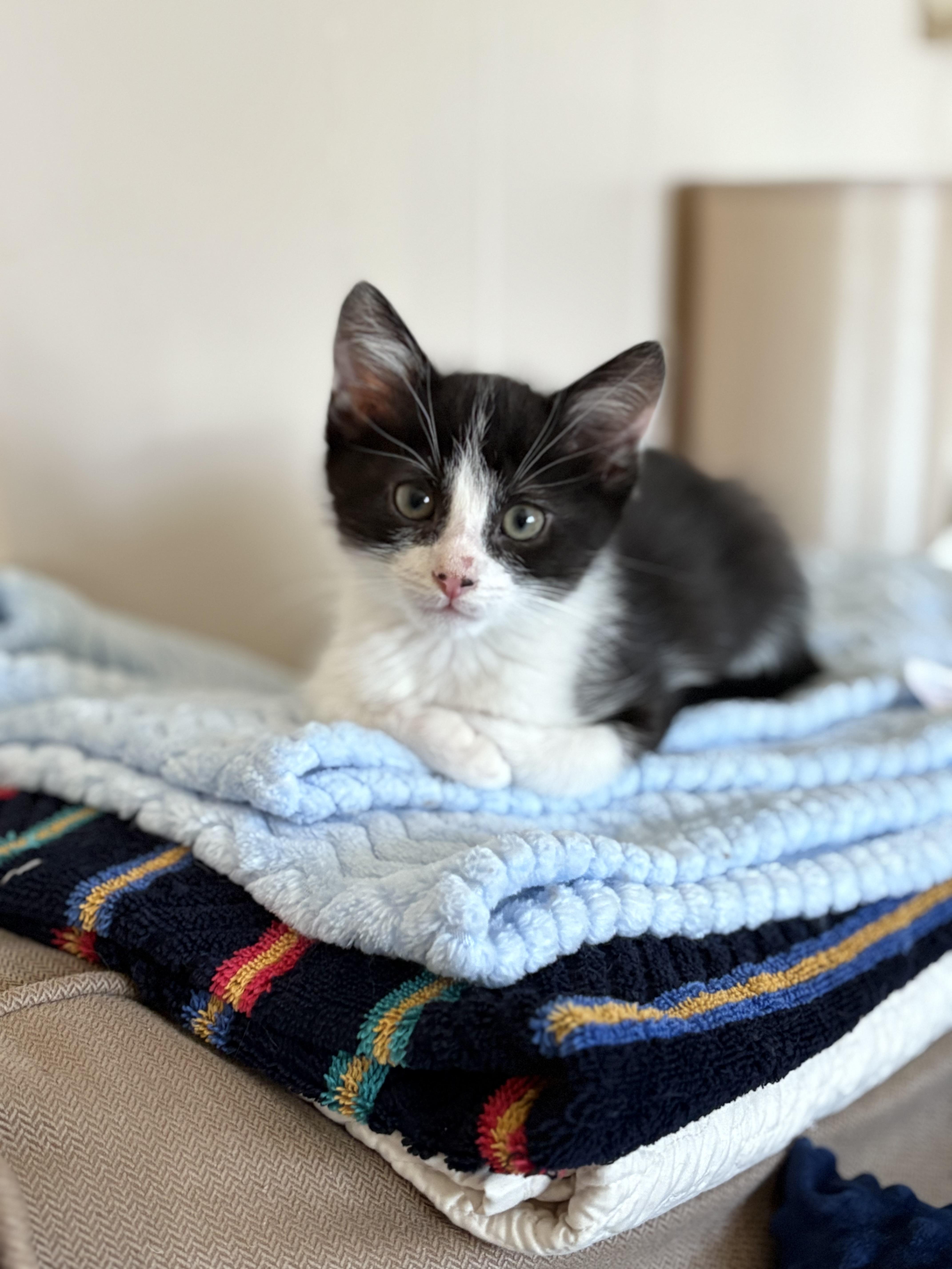 A baby medium-sized male Black Domestic Short Hair cat named Perfect And Playful  for adoption in Stamford, CT