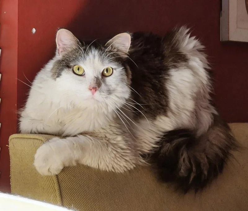 An adult medium-sized male Black & White / Tuxedo Domestic Long Hair cat named Stinger for adoption in Reston, VA