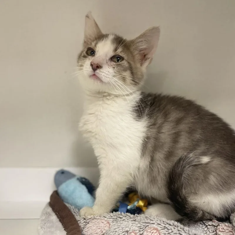 A baby small-sized female White Domestic Short Hair cat named Wendy for adoption in Champaign, IL
