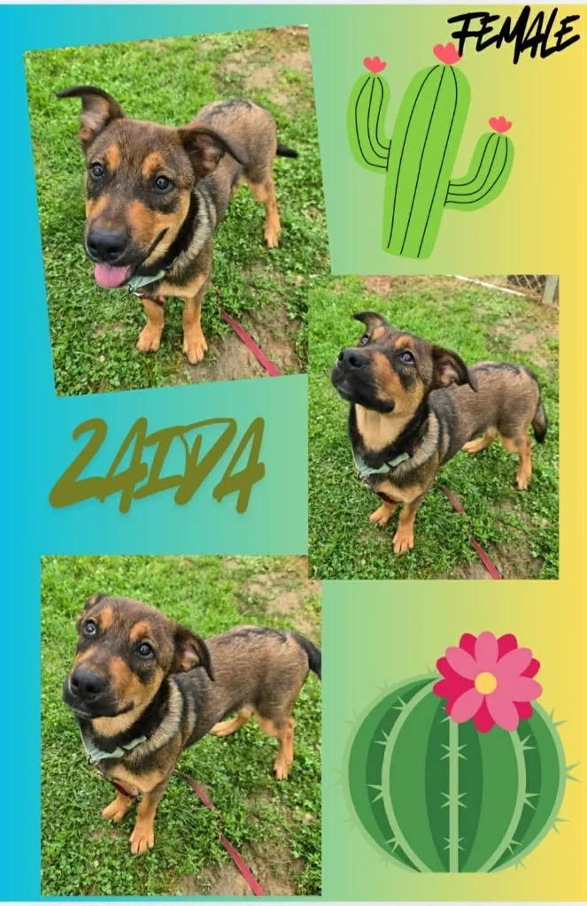 A baby large-sized female Shepherd dog named Zaida for adoption in Blountville, TN