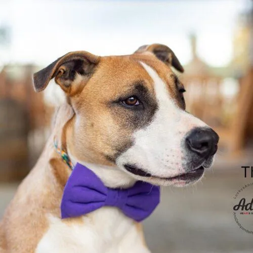 A young medium-sized male Border Collie dog named Thor for adoption in Bakersfield, CA