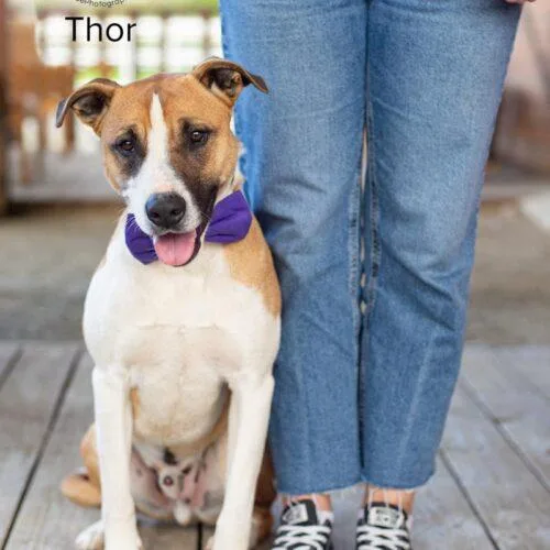 Thor thumbnail 3