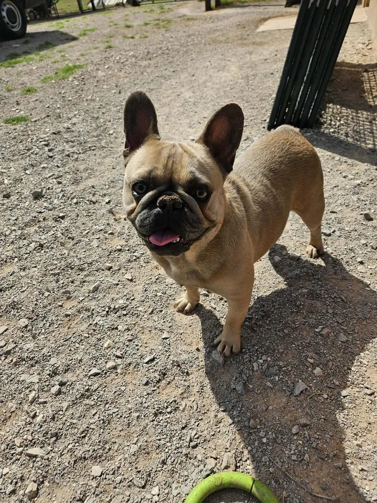 A young small-sized female Yellow / Tan / Blond / Fawn French Bulldog dog named Lupita for adoption in Deerfield, WI