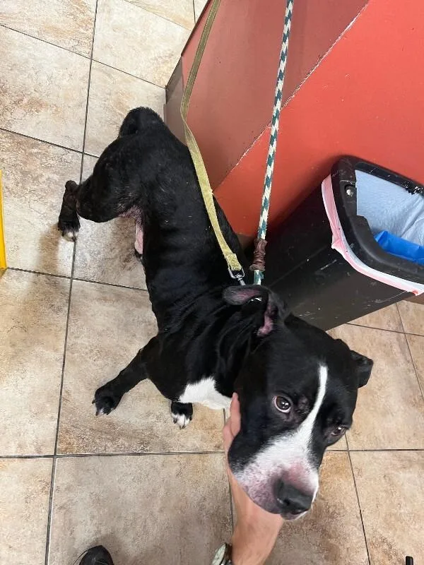 A senior large-sized male Black Mixed Breed dog named Creed for adoption in Cincinnati, OH