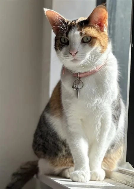 An adult small-sized female Domestic Short Hair cat named Miss Baby for adoption in Camarillo, CA