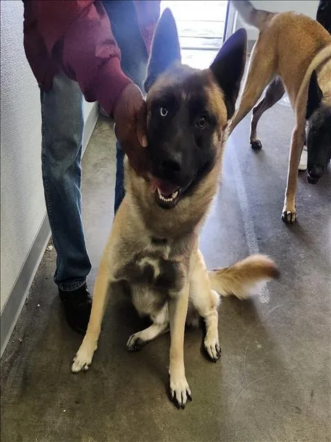 A young large-sized male Belgian Shepherd / Malinois dog named Dash for adoption in Los Angeles, CA