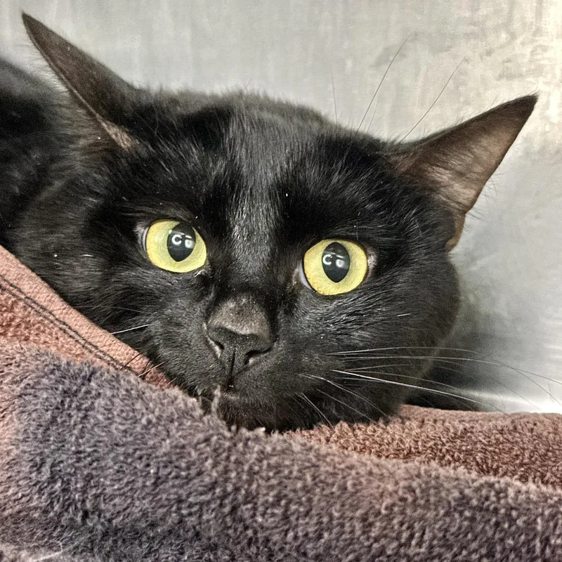 A young medium-sized male Black Domestic Short Hair cat named Nunya for adoption in Matteson, IL