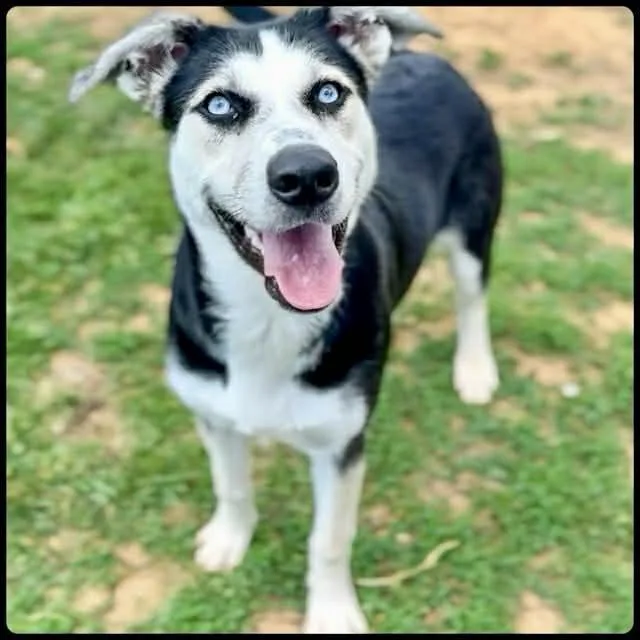 A young medium-sized female Black Mixed Breed dog named Suki for adoption in Washington Township, OH