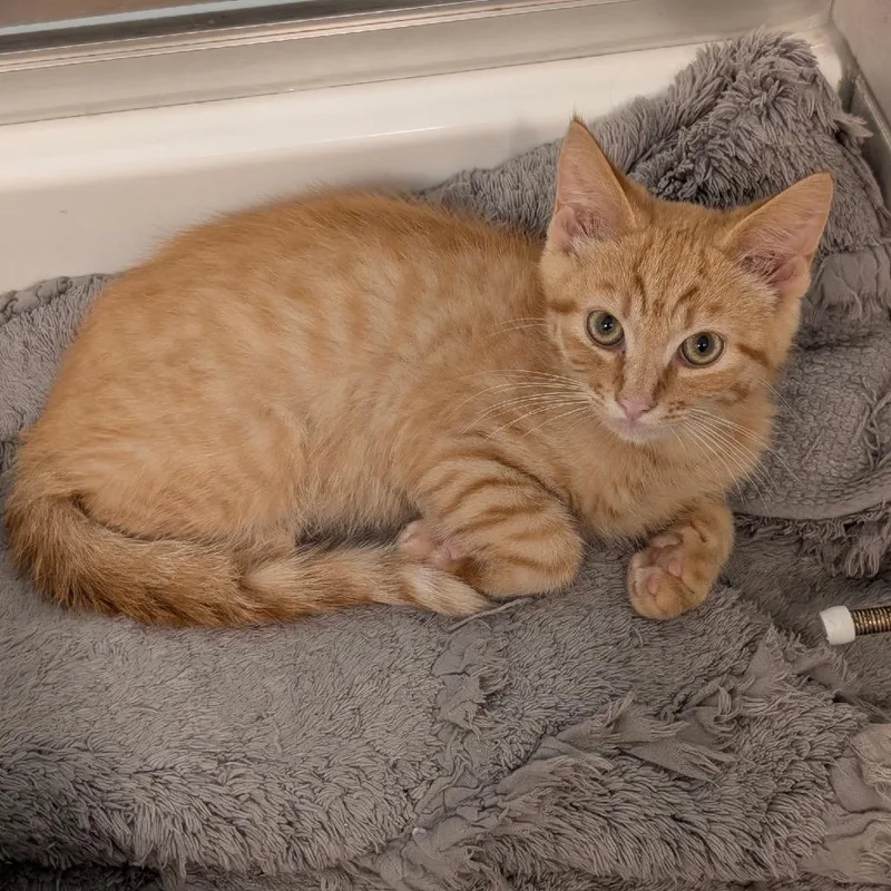 A baby small-sized male Orange / Red Domestic Short Hair cat named Sonny for adoption in Raleigh, NC
