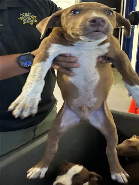 A baby small-sized male Pit Bull Terrier dog named Gingy for adoption in Bakersfield, CA