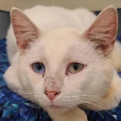 A young medium-sized male Domestic Short Hair cat named Custard for adoption in Verona, WI