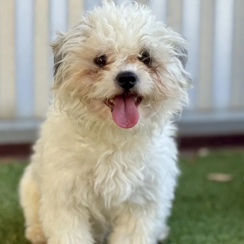 Wingman: I Like Chickens thumbnail 2