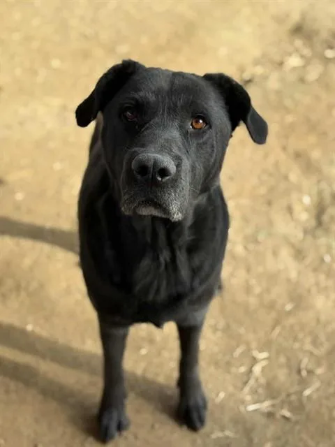 An adult large-sized male Labrador Retriever dog named Aaron for adoption in Riverside, CA