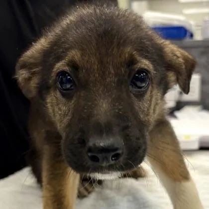 A baby large-sized male German Shepherd Dog dog named Choco Mocha for adoption in Sacramento, CA