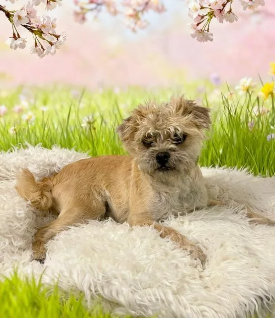 A baby small-sized male Yellow / Tan / Blond / Fawn Mixed Breed dog named Chop for adoption in Tehachapi, CA