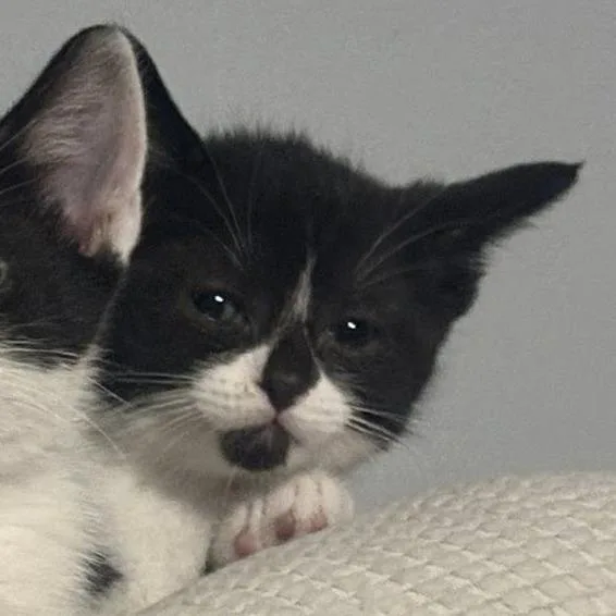 A baby small-sized female Black Domestic Short Hair cat named Sky for adoption in Newport News, VA