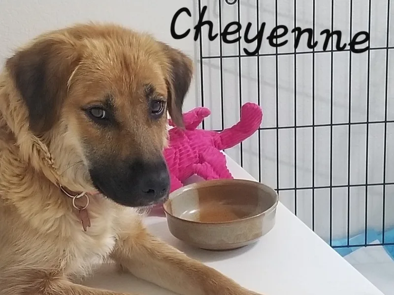 Cheyenne thumbnail 3