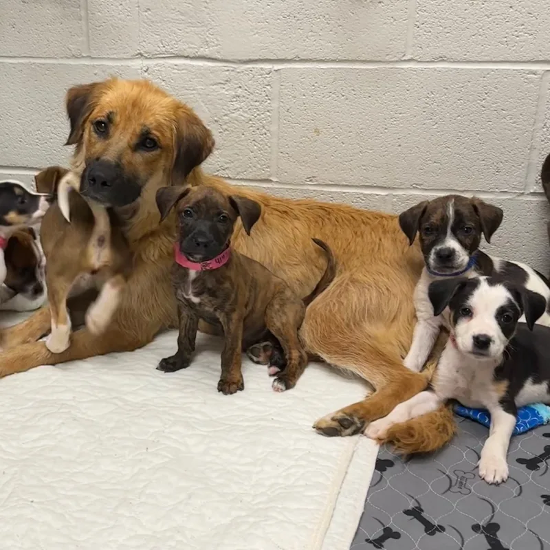 Cheyenne thumbnail 4