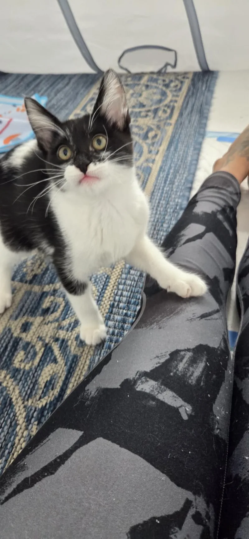 A baby small-sized female Black Domestic Short Hair cat named Riddler for adoption in La Jolla, CA