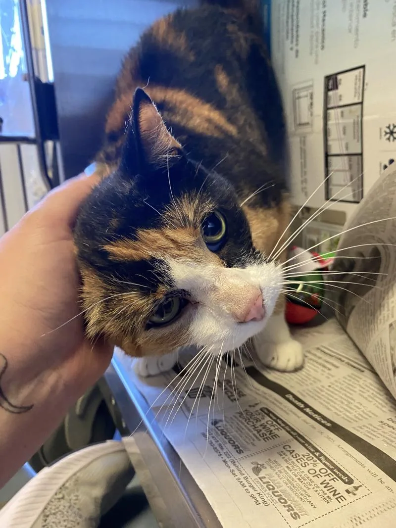 An adult medium-sized female Domestic Short Hair cat named Moon Pie for adoption in Cortland, NY