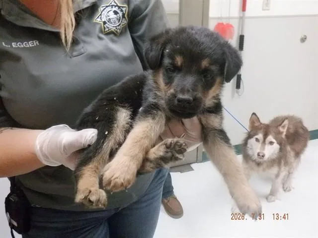 A baby small-sized male German Shepherd Dog dog named Leo for adoption in Oroville, CA