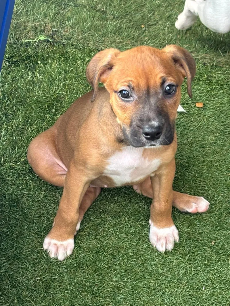 A baby large-sized female Brown / Chocolate Mixed Breed dog named Checkers for adoption in Kenosha, WI