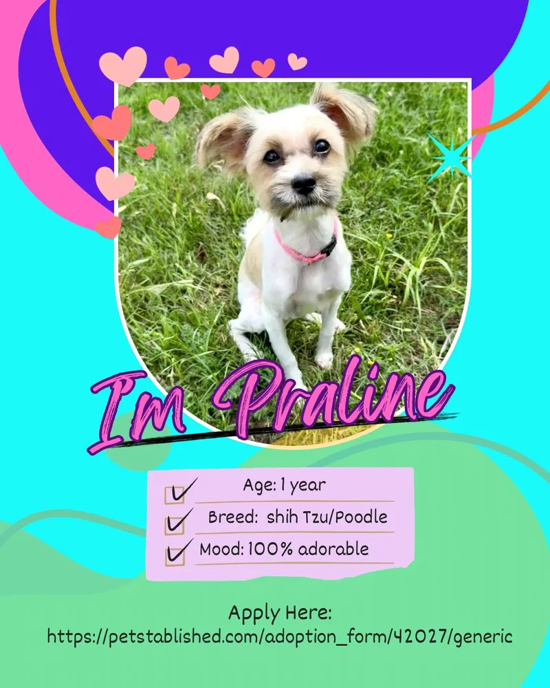 Praline The Perfect Accessory thumbnail 3