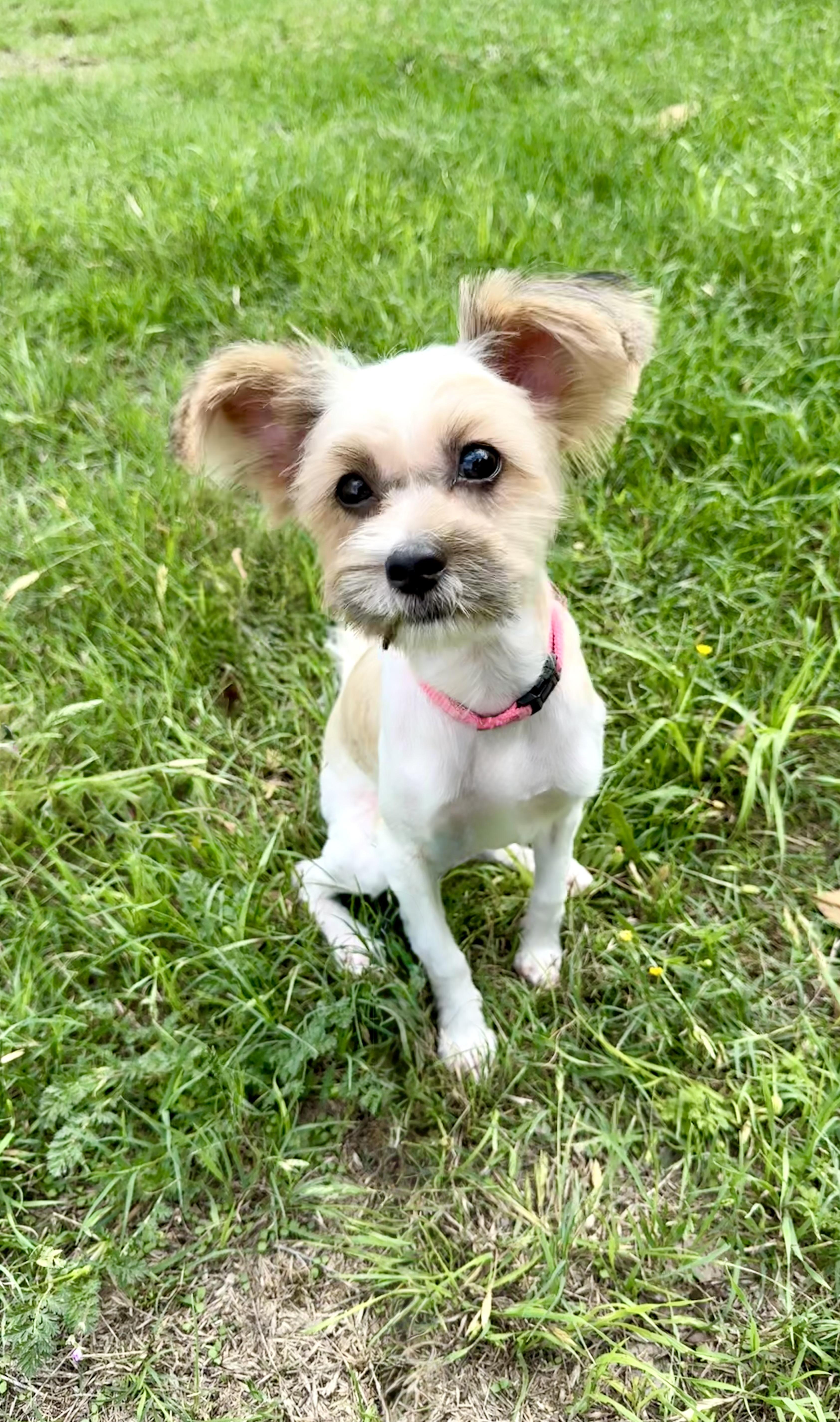 Praline The Perfect Accessory thumbnail 5