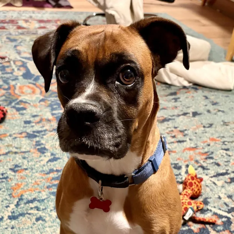 An adult small-sized female Boxer dog named Bella for adoption in McMinnville, OR