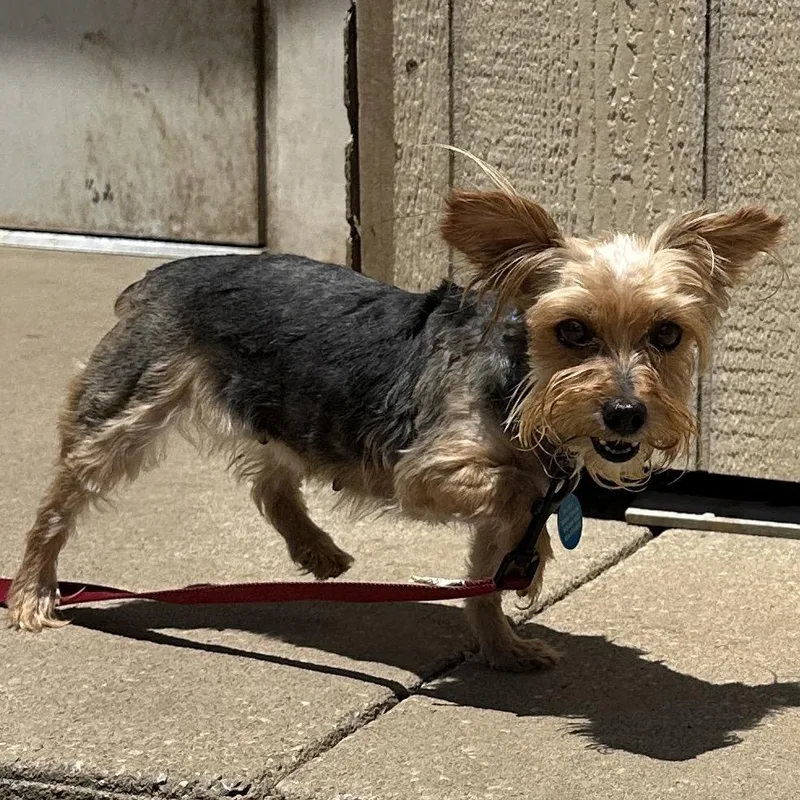 An adult small-sized female Brown / Chocolate Yorkshire Terrier dog named Demi for adoption in Shawnee, KS