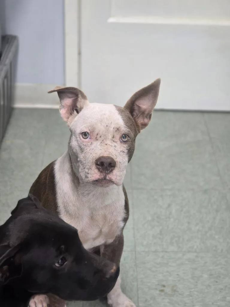 A baby medium-sized male Mixed Breed dog named Jack for adoption in Danielsville, GA