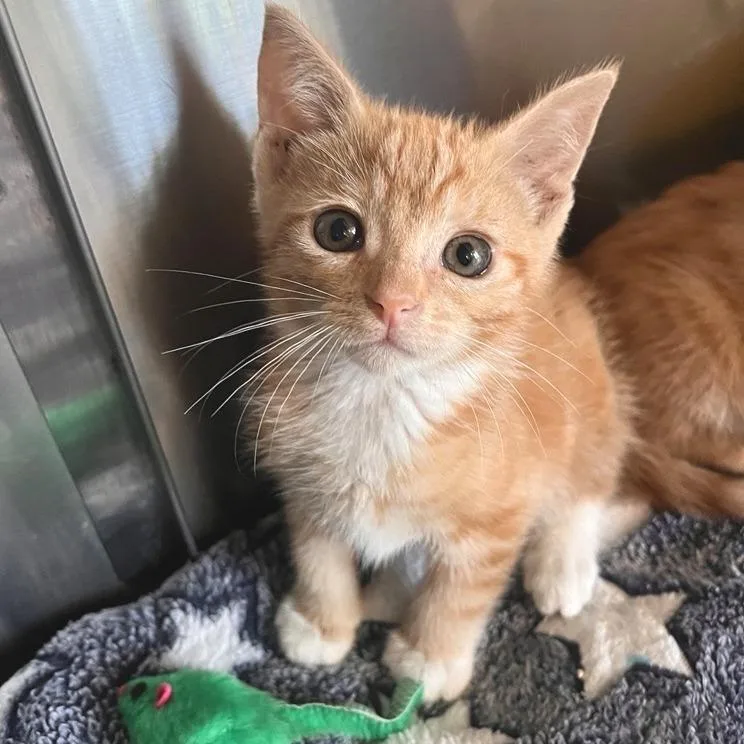 A baby small-sized male Domestic Short Hair cat named John Wayne for adoption in Los Angeles, CA