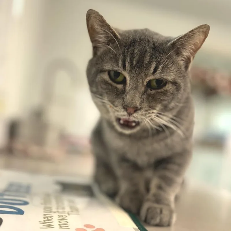 An adult medium-sized male Gray / Blue / Silver Domestic Short Hair cat named John Mayer for adoption in Brownsboro, AL