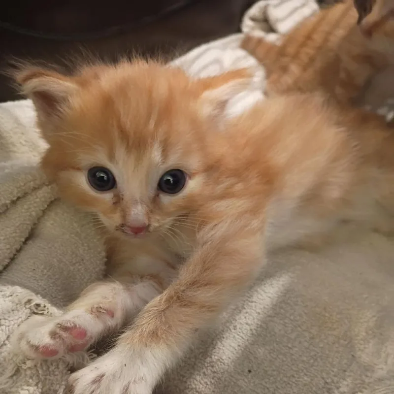 A baby small-sized female Orange / Red Domestic Short Hair cat named Las Vegas for adoption in Lynchburg, VA