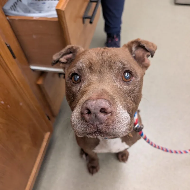 A senior medium-sized male Brown / Chocolate American Staffordshire Terrier dog named Macho for adoption in Birdsboro, PA