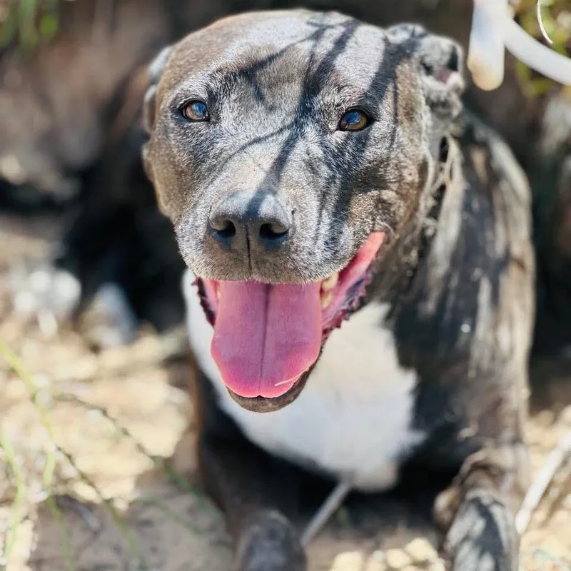 Sparkler thumbnail 4